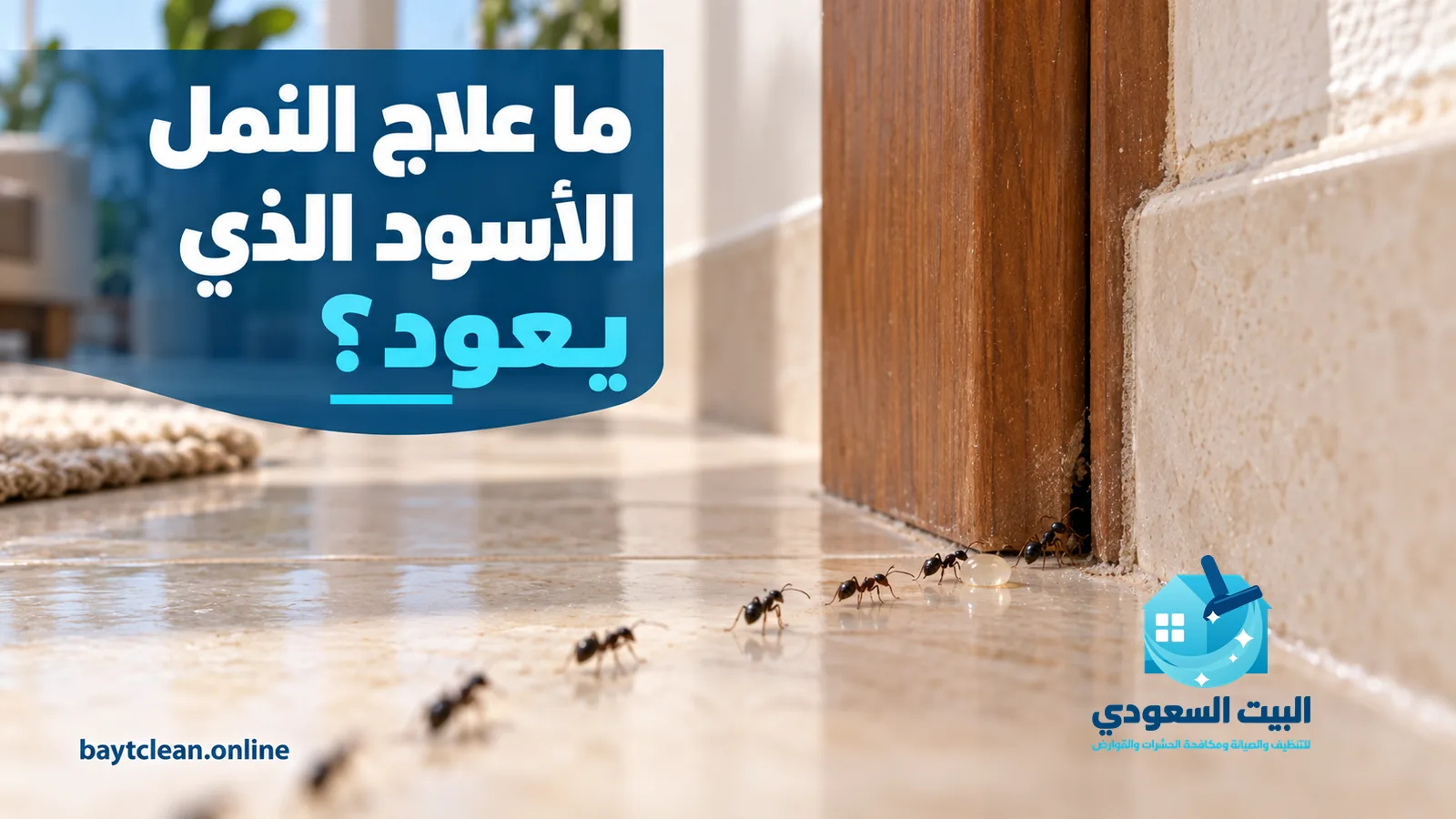 علاج النمل الأسود: مسار نمل على أرضية رخام يتجه إلى شق عند إطار باب